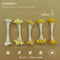 stamen L