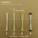 stamen L